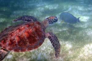 Mutlu, green turtle, adopted Green turtle swimming over seagrass lagoon. Image.
