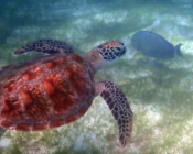 Green turtle swimming over seagrass lagoon. Image.