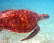 Green turtle swimming over seagrass lagoon, Dhuni Kolhu House Reef, Baa Atoll, Maldives. Image.