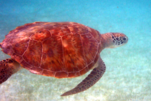 Gingy, green turtle, adopted by Roger & Veronica Green turtle swimming over seagrass lagoon, Dhuni Kolhu House Reef, Baa Atoll, Maldives. Image.