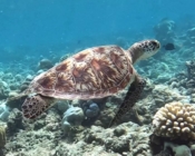 Green sea turtle swimming over a reed, Dhonfanu, Baa Atoll, Maldives. Image.