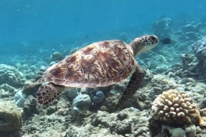 Alessia Amadei, green turtle, adopted for Alessia Green sea turtle swimming over a reed, Dhonfanu, Baa Atoll, Maldives. Image.
