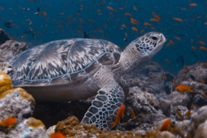 Harmony, green turtle, adopted Green turtle resting on coral reef, Dhonfanu, Baa Atoll, Maldives. Image.