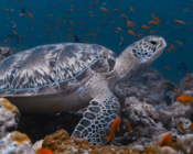 Green turtle resting on coral reef, Dhonfanu, Baa Atoll, Maldives. Image.