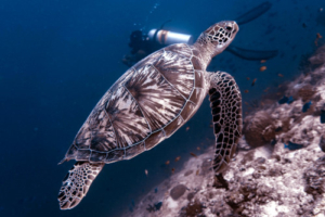 Moonwalker, green turtle, adopted for Etienne Green turtle swimming off the reef, Dhonfanu, Baa Atoll, Maldives. Image.