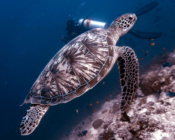 Green turtle swimming off the reef, Dhonfanu, Baa Atoll, Maldives. Image.