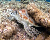Green turtle, Dhonfanu, Baa Atoll, Maldives. Image.