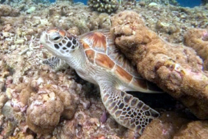 Captain Cousteau, green turtle, adopted for Chiara & Raffaele Green turtle, Dhonfanu, Baa Atoll, Maldives. Image.