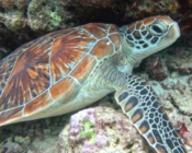 Green turtle, Dhonfanu, Baa Atoll, Maldives. Image.