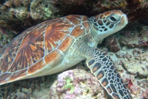 Don Kröte, green turtle, adopted for Peter Green turtle, Dhonfanu, Baa Atoll, Maldives. Image.
