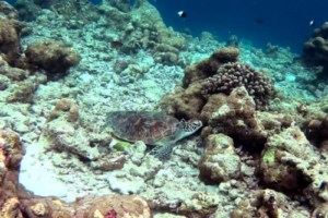 Sleigh, green turtle, adopted for Grace Green turtle resting in the reef, Dhonfanu, Baa Atoll, Maldives. Image.