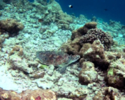 Green turtle resting in the reef, Dhonfanu, Baa Atoll, Maldives. Image.