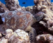 Green turtle resting in the reef, Dhonfanu, Baa Atoll, Maldives. Image.
