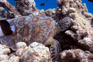 Tito, green turtle, adopted by the First Friday Girls for Melissa Green turtle resting in the reef, Dhonfanu, Baa Atoll, Maldives. Image.