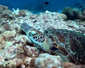 Green turtle resting on the reef, Dhonfanu, Baa Atoll, Maldives. Image.