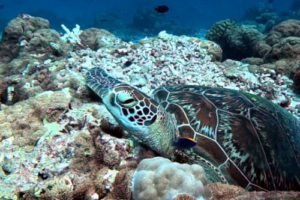 Luck, green turtle, adopted by Vale Tuk Green turtle resting on the reef, Dhonfanu, Baa Atoll, Maldives. Image.