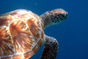 Ridley, green turtle, adopted by Catherine and Wayne Siroky Green turtle, Dhonfanu, Baa Atoll, Maldives. Image.