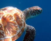 Green turtle, Dhonfanu, Baa Atoll, Maldives. Image.