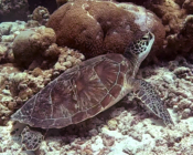 Green turtle resting on the reef, Dhonfanu, Baa Atoll, Maldives. Image.