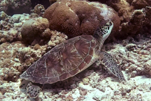 Terry, green turtle, adopted for Adam Green turtle resting on the reef, Dhonfanu, Baa Atoll, Maldives. Image.