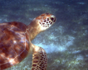 Green turtle in seagrass meadow, Dhunikolhu, Baa Atoll, Maldives. Image.