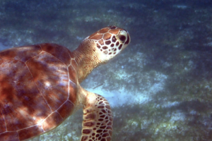 Possu, green turtle, adopted for Jyrki & Kaisa Green turtle in seagrass meadow, Dhunikolhu, Baa Atoll, Maldives. Image.