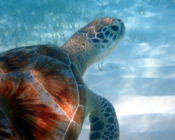 Green turtle in seagrass lagoon, Dhuni Kolhu House Reef, Baa Atoll, Maldives. Image.