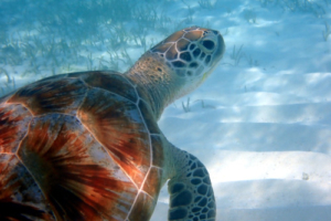 Winnie, green turtle, adopted by Lauren and Ben Green turtle in seagrass lagoon, Dhuni Kolhu House Reef, Baa Atoll, Maldives. Image.
