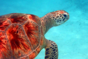 MaldivesMaui, green turtle, adopted for Nardina Green turtle, Dhuni Kolhu House Reef, Baa Atoll, Maldives. Image.