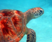 Green turtle, Dhuni Kolhu House Reef, Baa Atoll, Maldives. Image.
