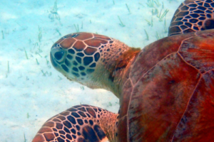 Jandel, green turtle, adopted by Turtle Class - Trosnant Schools Green sea turtle, Dhuni Kolhu House Reef, Baa Atoll, Maldives. Image.