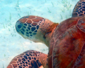 Green sea turtle, Dhuni Kolhu House Reef, Baa Atoll, Maldives. Image.