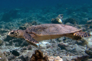 Isabell, hawksbill, adopted by Isabell & Sebastian. Adopted green turtle, Maldives. Image.