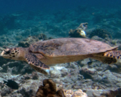 Adopted green turtle, Maldives. Image.