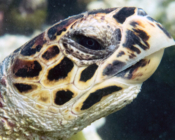 Hawksbill turtle, Thanburaan Faru, Baa Atoll, Maldives. Image.
