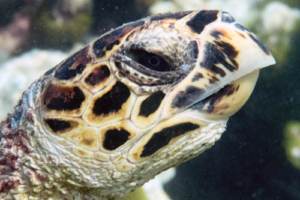 Sib, hawksbill, adopted for Sibylle by Giuliana Hawksbill turtle, Thanburaan Faru, Baa Atoll, Maldives. Image.