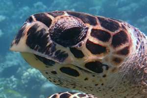 Mika, hawksbill, adopted by Tina, Oliver, Denise & Justus Buschner Hawksbill turtle, Thanburaan Faru, Baa Atoll, MaldivesImage.