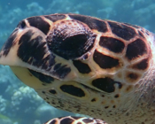 Hawksbill turtle, Thanburaan Faru, Baa Atoll, MaldivesImage.