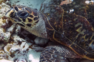 Isabella, hawksbill, adopted by Akim Hawksbill turtle, Thanburaan Faru, Baa Atoll, Maldives. Image.