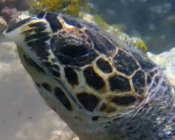 Hawksbill turtle, Thanburaan Faru, Baa Atoll, Maldives. Image.