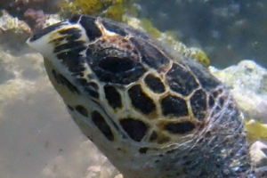 Nils Emil, hawksbill, adopted for Nils Emil by Lina Noven. Hawksbill turtle, Thanburaan Faru, Baa Atoll, Maldives. Image.