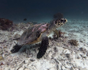 Adopted hawksbill turtle, Maldives.