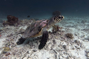 Monty, adopted for Monty Adopted hawksbill turtle, Maldives.