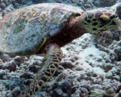 Hawksbill turtle, Dhuni Kolhu house reef, Baa Atoll, Maldives. Image.
