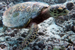 Djelinos, hawksbill, adopted for Djelina by Stefano. Hawksbill turtle, Dhuni Kolhu house reef, Baa Atoll, Maldives. Image.