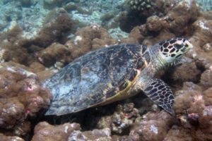 Sunny, hawksbill, adopted by Nathalie & Alexander Hawksbill turtle, Dhonfanu, Baa Atoll, Maldives. Image.