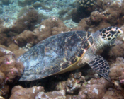 Hawksbill turtle, Dhonfanu, Baa Atoll, Maldives. Image.