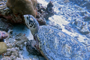 Flippy, hawksbill, adopted for Niya Hawksbill turtle, Muthaafushi, Baa Atoll, Maldives. Image.