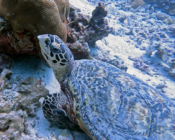 Hawksbill turtle, Muthaafushi, Baa Atoll, Maldives. Image.
