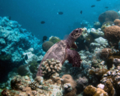 Hawksbill turtle on coral reef, Thanburaanu, Baa, Maldives. Image.